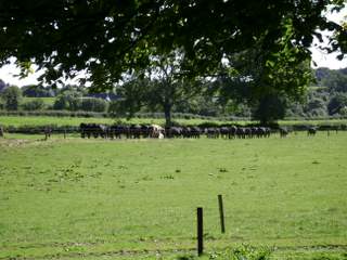 Ardsollus Farm View and Cattle